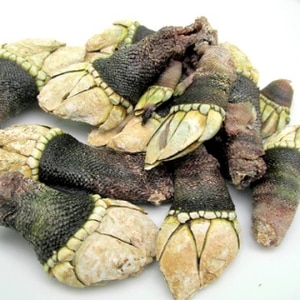 亀の手の塩茹で レシピ 作り方 By 通販大好き5587 楽天レシピ 亀の手の塩茹で レシピ 作り方 By 通販大好き5587 楽天レシピ